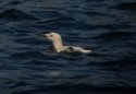Leucistic Guillemot