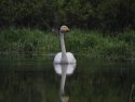 Whooper Swan