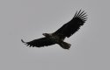 White Tailed Eagle