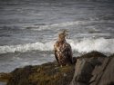 White Tailed Eagle