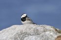 White Wagtail