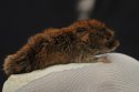 Bank Vole