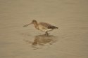 Black Tailed Godwit