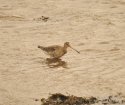 Black Tailed Godwit