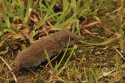 Greater White Toothed Shrew