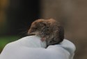 Greater White Toothed Shrew