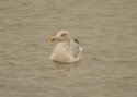 Herring Gull