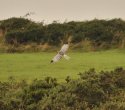 Hen Harrier