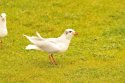 Med Gull