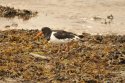 Oystercatcher