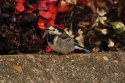 Pied Wagtail