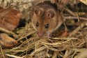 Wood Mouse