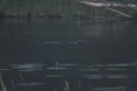 Beaver