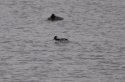 Bufflehead