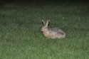 Brown Hare