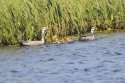 Bar Headed Goose