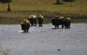 European Bison