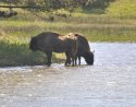 European Bison