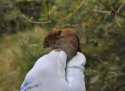 Bank Vole