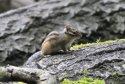 Siberian Chipmunk