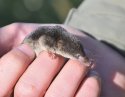 Common Shrew
