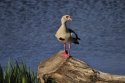 Egyptian Goose