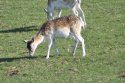 Fallow Deer