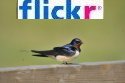 Flickr