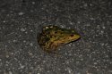 Edible Frog