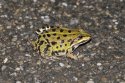 Marsh Frog