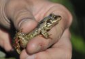 Common Frog