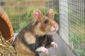 European Hamster