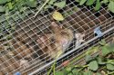 European Hamster