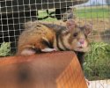 European Hamster