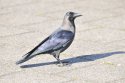 House Crow