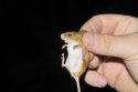 Harvest Mouse