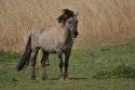 Konik Pony