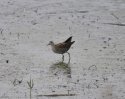 Little Crake