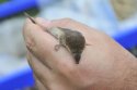 Millet's Shrew