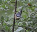 Nuthatch