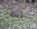 Rabbit