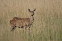 Red Deer
