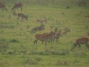 Red Deer