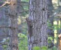 Red Squirrel