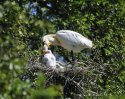 Spoonbill
