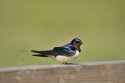 Swallow