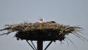 White Stork
