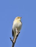 Willow Warbler