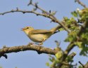 Willow Warbler