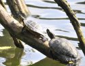 Yellow Bellied Slider
